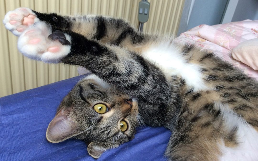 Krimi-Katze Coco: Neugierig aufs Leben!